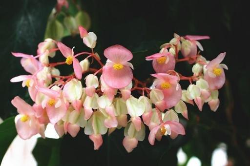 B. ‘Cupid’